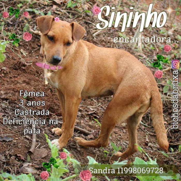 Cachorro ra a Srd idade 3 anos nome Sininho