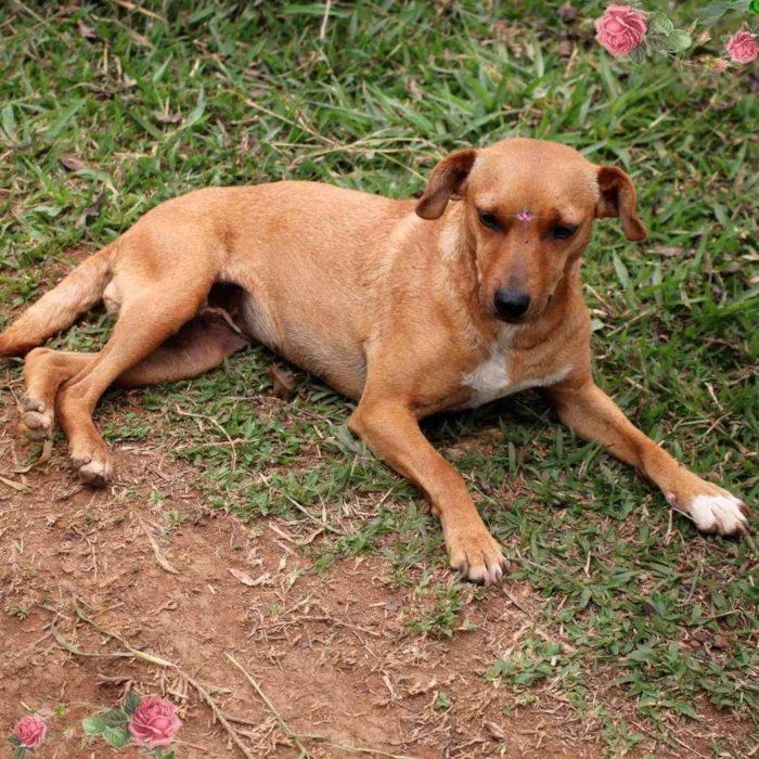 Cachorro ra a Srd idade 3 anos nome Sininho