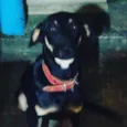 Dyow