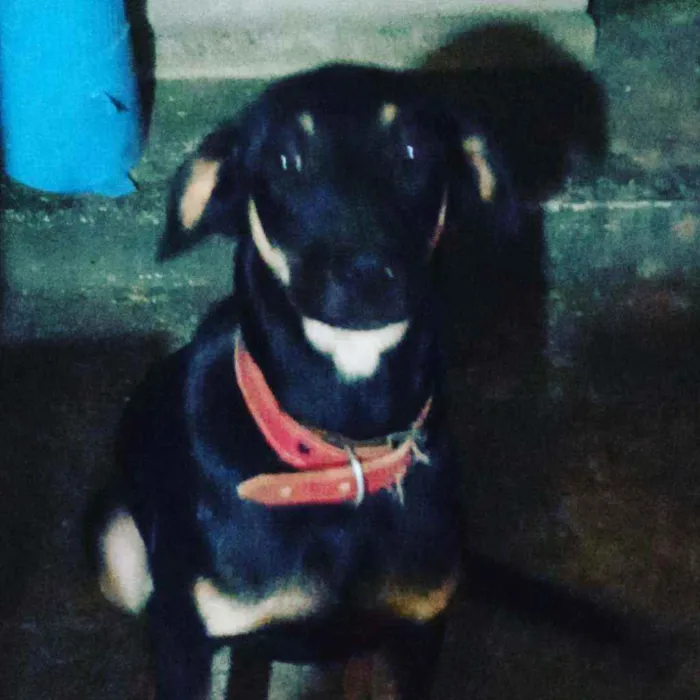 Cachorro raça Não definida idade 7 a 11 meses nome Dyow