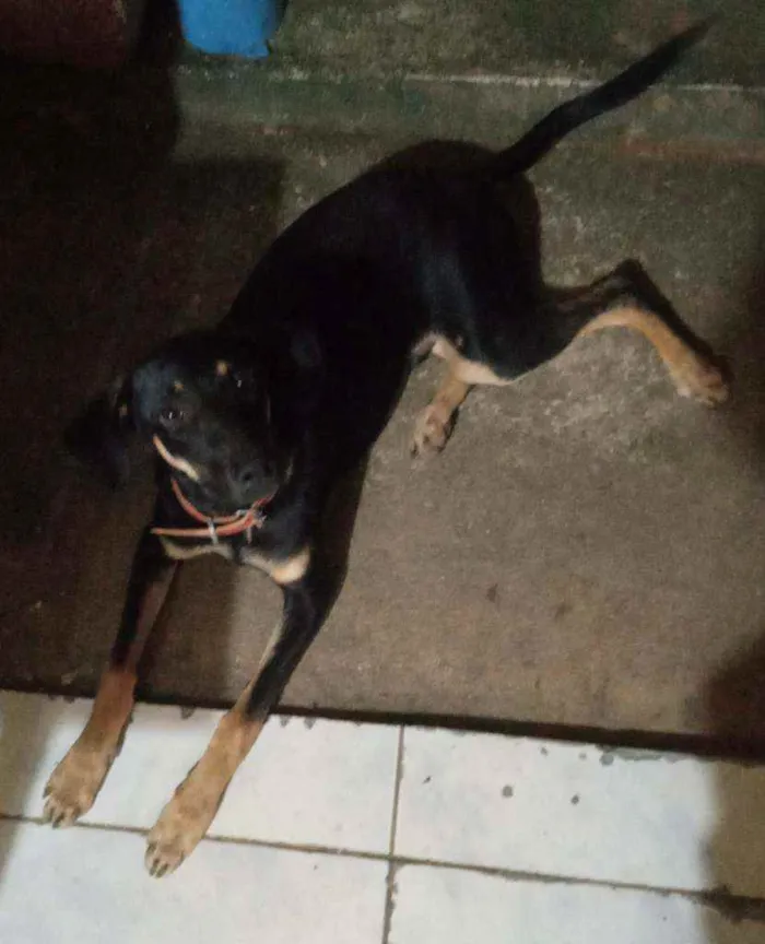 Cachorro raça Não definida idade 7 a 11 meses nome Dyow