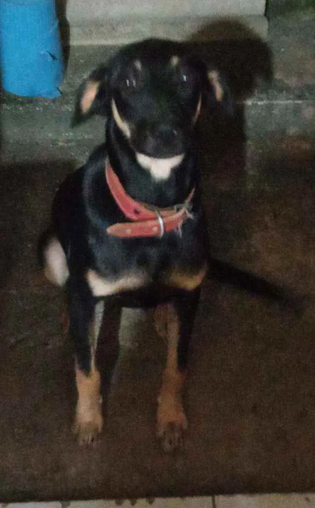 Cachorro raça Não definida idade 7 a 11 meses nome Dyow