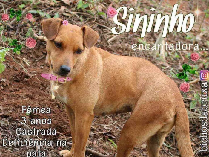 Cachorro ra a Srd idade 3 anos nome Sininho