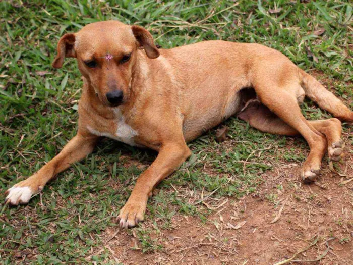 Cachorro ra a Srd idade 3 anos nome Sininho