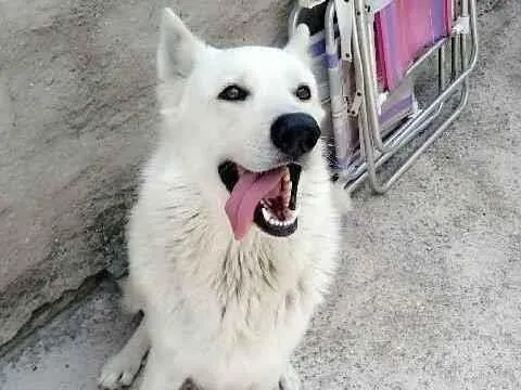 Cachorro ra a pastor suico idade 5 anos nome Marlon