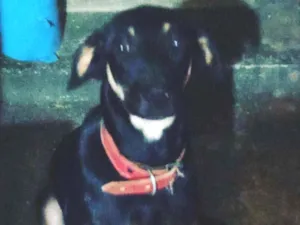 Cachorro raça Não definida idade 7 a 11 meses nome Dyow
