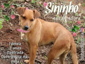 Cachorro raça Srd idade 3 anos nome Sininho