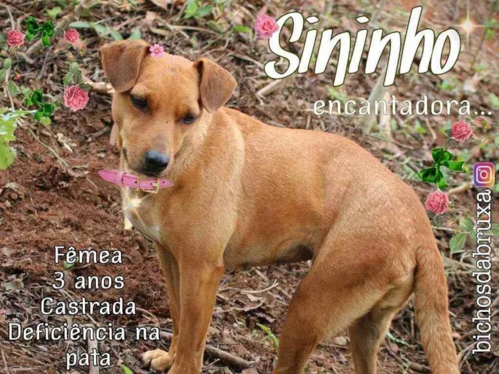 Cachorro ra a Srd idade 3 anos nome Sininho