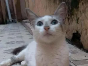 Gato raça Srd idade 7 a 11 meses nome Gigi
