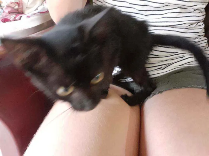 Gato raça Gato idade Abaixo de 2 meses nome Lolla