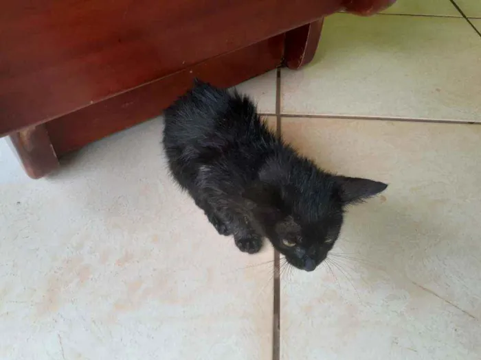 Gato raça Gato idade Abaixo de 2 meses nome Lolla