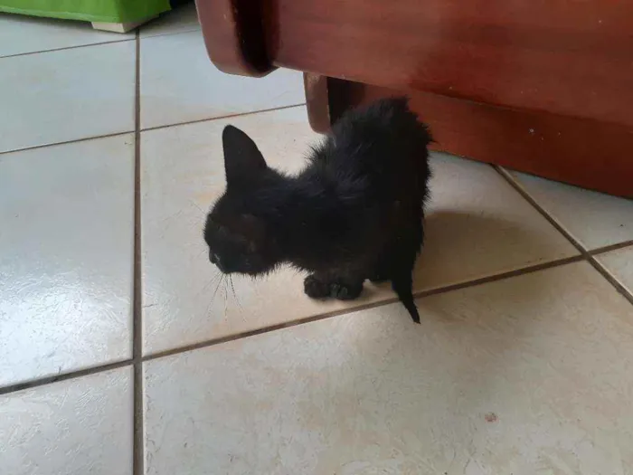 Gato raça Gato idade Abaixo de 2 meses nome Lolla