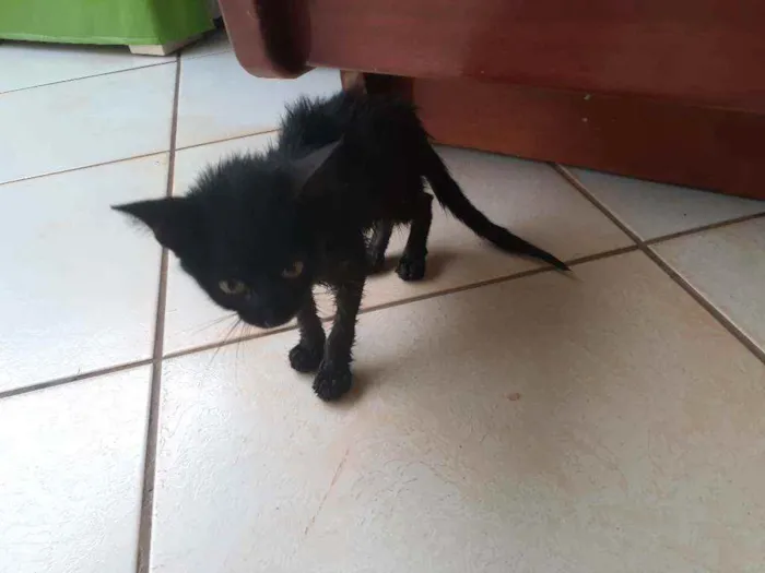Gato raça Gato idade Abaixo de 2 meses nome Lolla