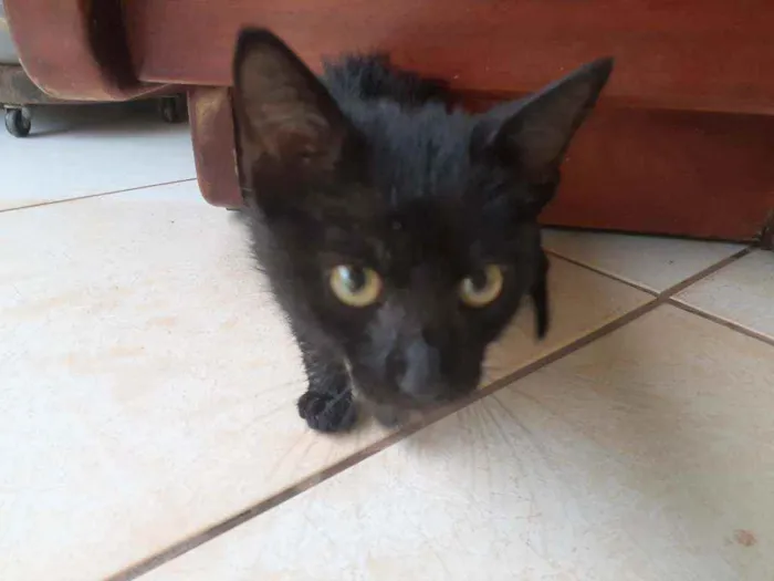 Gato raça Gato idade Abaixo de 2 meses nome Lolla