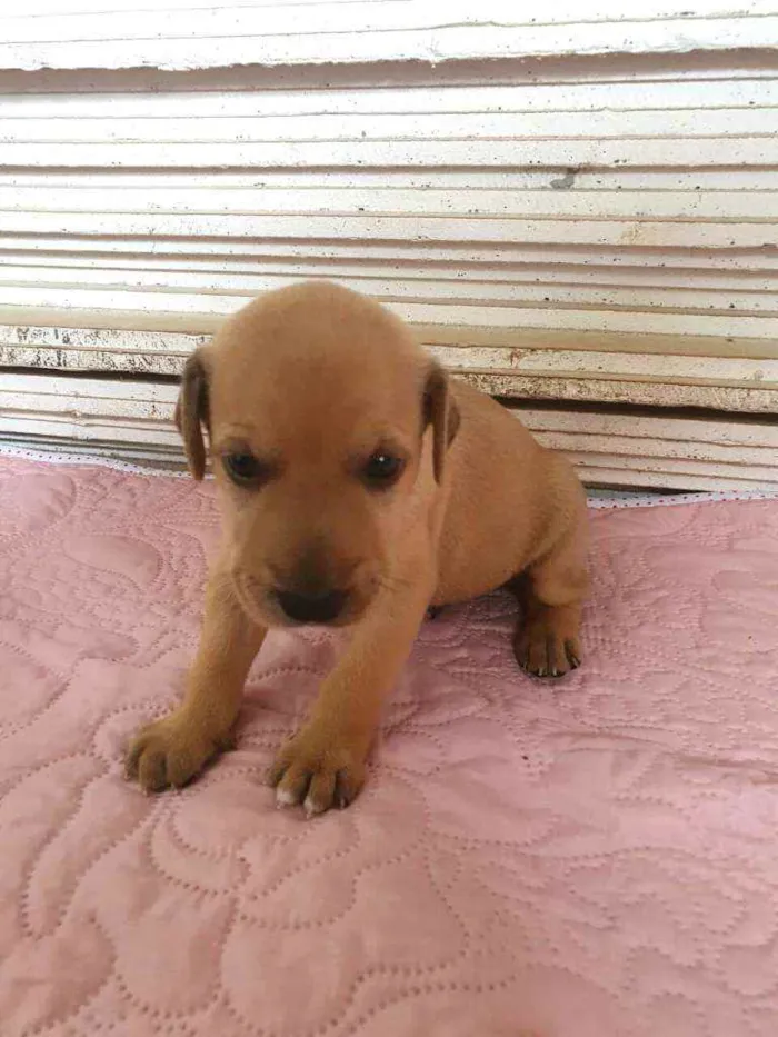Cachorro raça  idade Abaixo de 2 meses nome Filhotes Mônica 