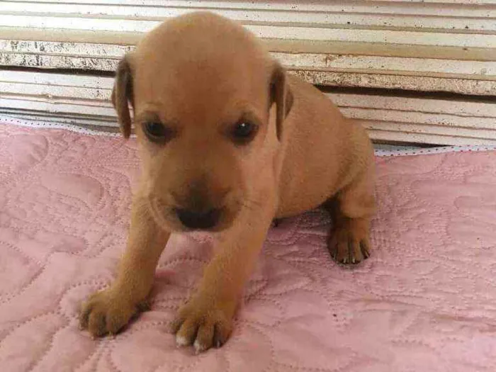 Cachorro raça  idade Abaixo de 2 meses nome Filhotes Mônica 