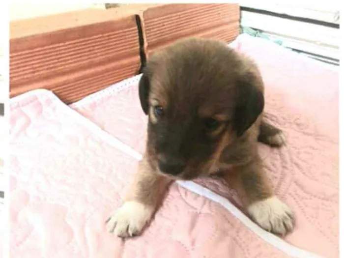 Cachorro raça  idade Abaixo de 2 meses nome Filhotes Mônica 