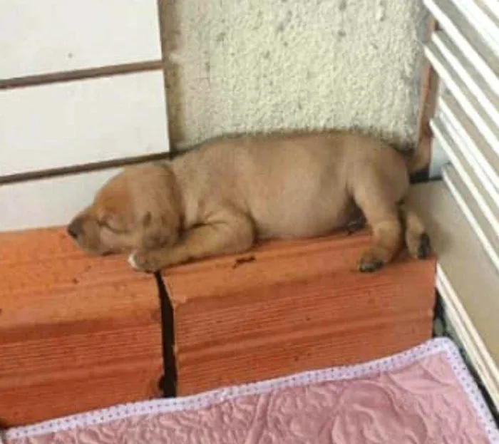 Cachorro raça  idade Abaixo de 2 meses nome Filhotes Mônica 