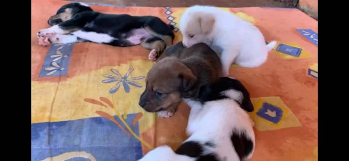 Cachorro ra a Indefinida idade Abaixo de 2 meses nome Sem nomes