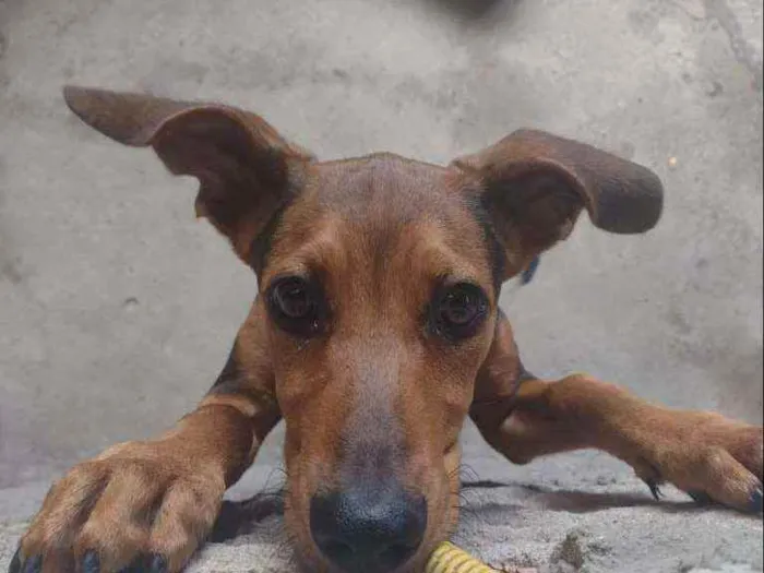 Cachorro ra a Vira-Lata idade 2 a 6 meses nome Dudu