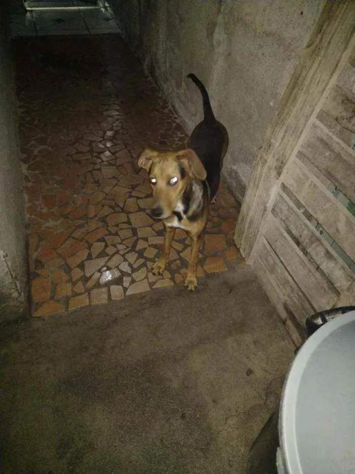 Cachorro ra a Vira-Lata idade 2 a 6 meses nome Dudu