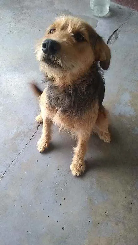 Cachorro raça Labrador com puldo idade 1 ano nome Ruck