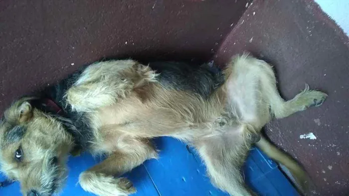 Cachorro raça Labrador com puldo idade 1 ano nome Ruck