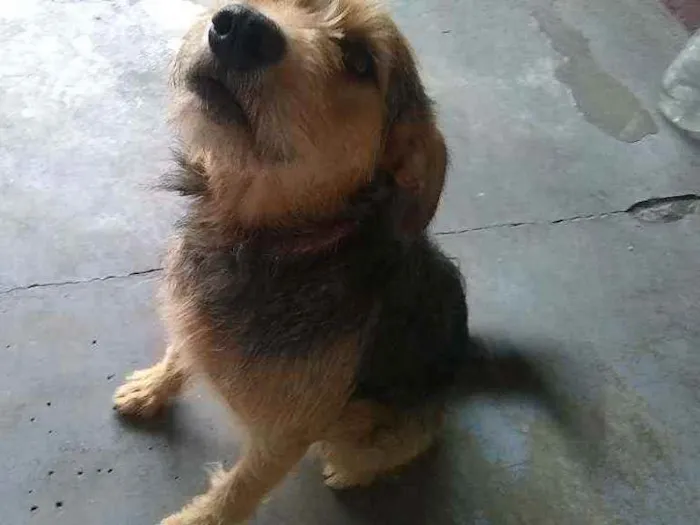 Cachorro raça Labrador com puldo idade 1 ano nome Ruck