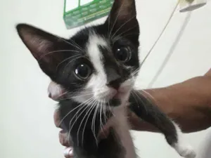 Gato raça Sem raça definida idade 2 a 6 meses nome Sem nome