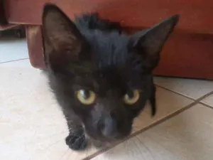 Gato raça Gato idade Abaixo de 2 meses nome Lolla