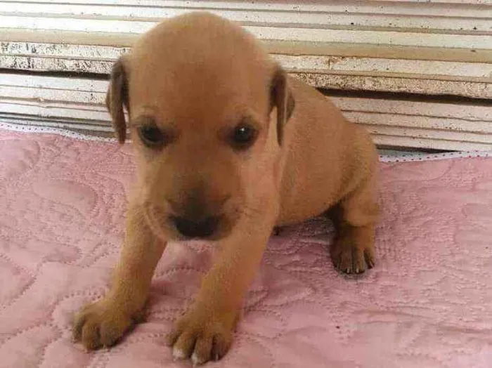 Cachorro raça  idade Abaixo de 2 meses nome Filhotes Mônica 