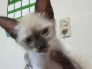 Gato raça Sem raça definida idade 2 a 6 meses nome Sem nome