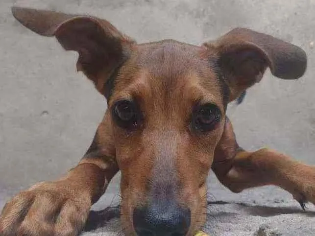 Cachorro ra a Vira-Lata idade 2 a 6 meses nome Dudu
