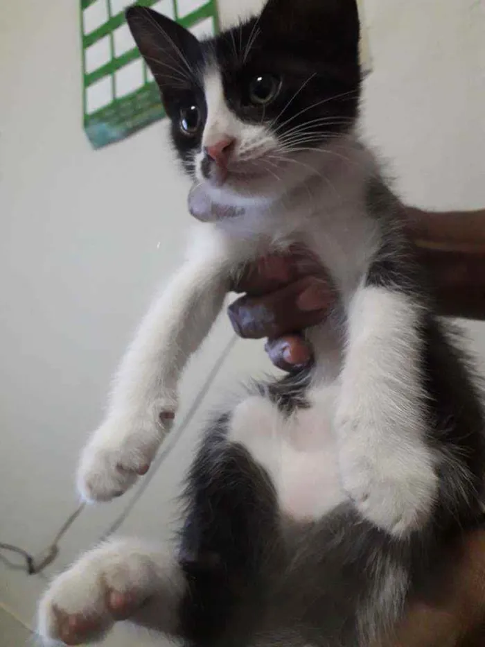 Gato ra a Sem raça definida idade 2 a 6 meses nome Sem nome