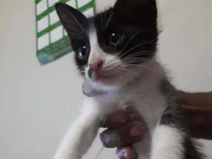 Gato raça Sem raça definida idade 2 a 6 meses nome Sem nome