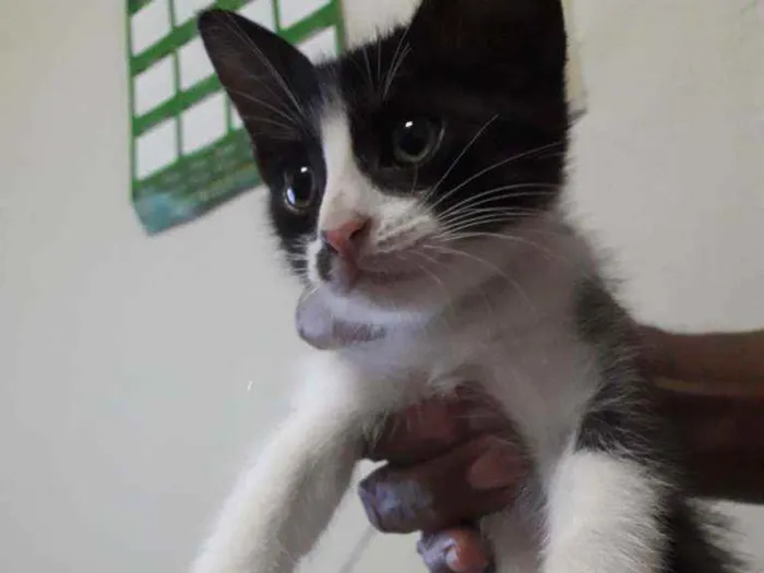 Gato ra a Sem raça definida idade 2 a 6 meses nome Sem nome