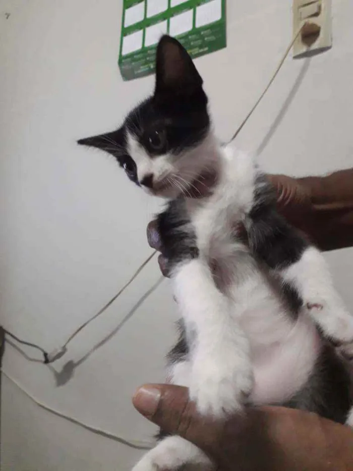 Gato ra a Não definida idade 2 a 6 meses nome Sem nome