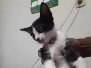 Gato raça Não definida idade 2 a 6 meses nome Sem nome