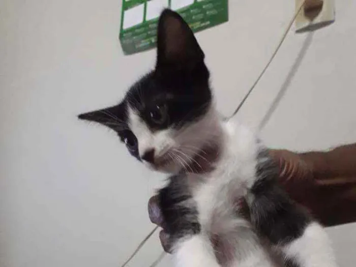 Gato ra a Não definida idade 2 a 6 meses nome Sem nome