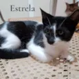 Estrela e Luna