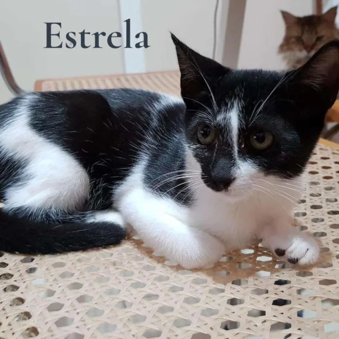 Gato ra a SRD-ViraLata idade 2 a 6 meses nome Estrela e Luna