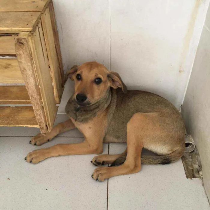 Cachorro raça SRD idade 2 a 6 meses nome Agatha