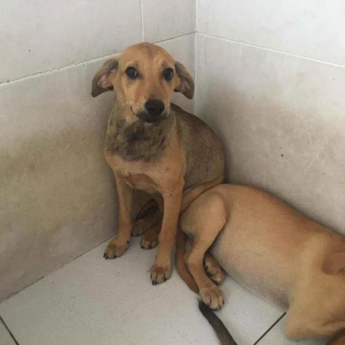Cachorro raça SRD idade 2 a 6 meses nome Agatha