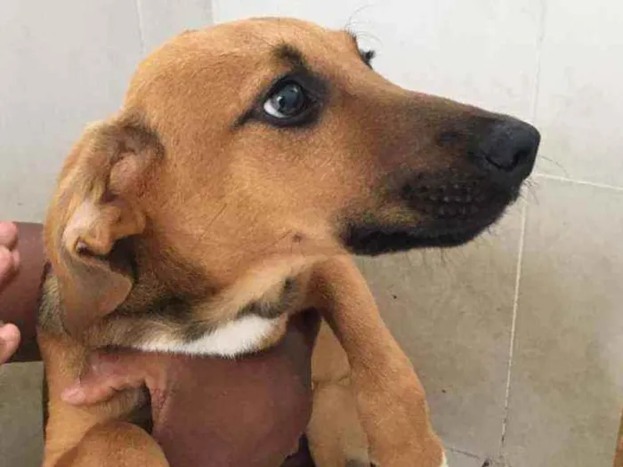 Cachorro raça SRD idade 2 a 6 meses nome Rosa