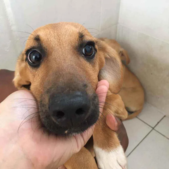 Cachorro raça SRD idade 2 a 6 meses nome Rosa