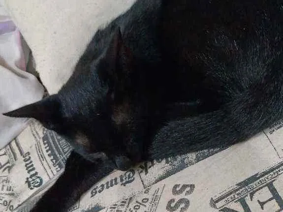 Gato ra a Vira Lata idade 2 a 6 meses nome Obama