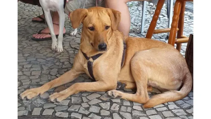 Cachorro ra a SRD-ViraLata idade 3 anos nome Gaya