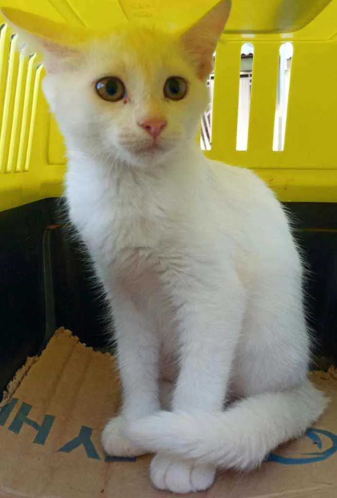 Gato ra a SRD  idade 2 a 6 meses nome SNOW