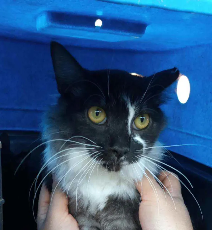 Gato ra a SRD idade 7 a 11 meses nome BALI