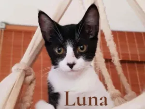 Gato raça SRD-ViraLata idade 2 a 6 meses nome Estrela e Luna